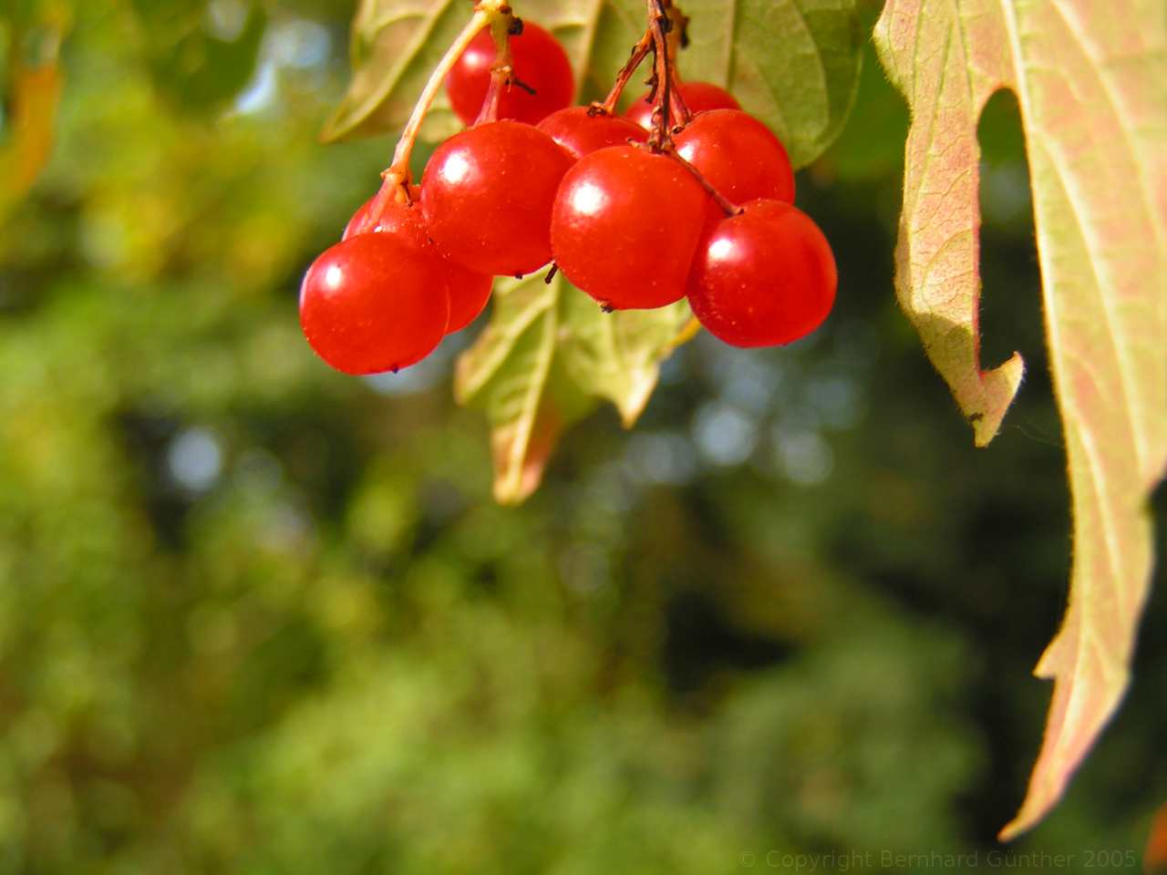 Roter Oktober